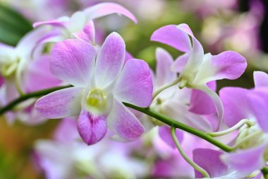 güzel orkide çiçekler 