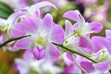 güzel orkide çiçekler 