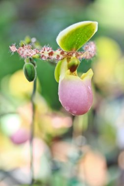 güzel orkide yakın çekim