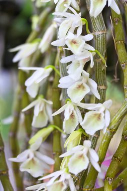 güzel orkide çiçekler 