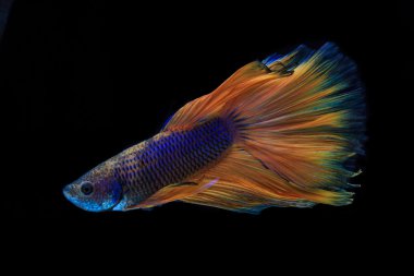 siyah Siyam Balığı