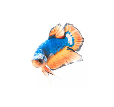 Siyam mücadele balık