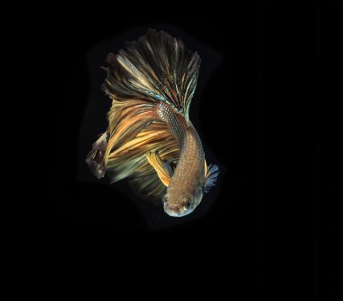 Siyam mücadele balık