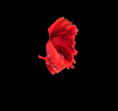 Siyam mücadele balık