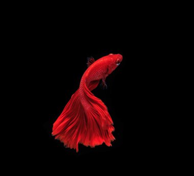 Siyam mücadele balık