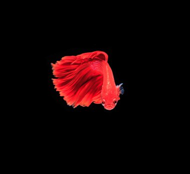 Siyam mücadele balık