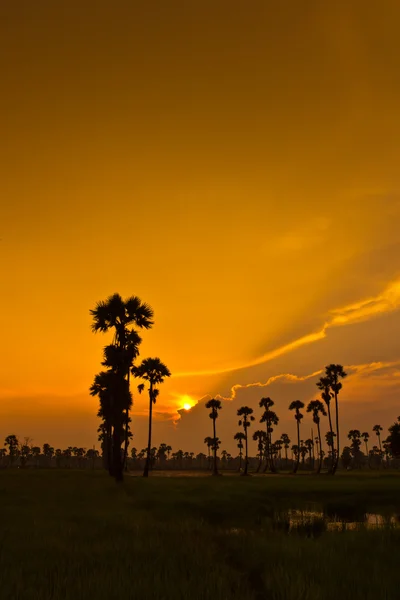 Sonnenuntergang über Reisfeldern — Stockfoto