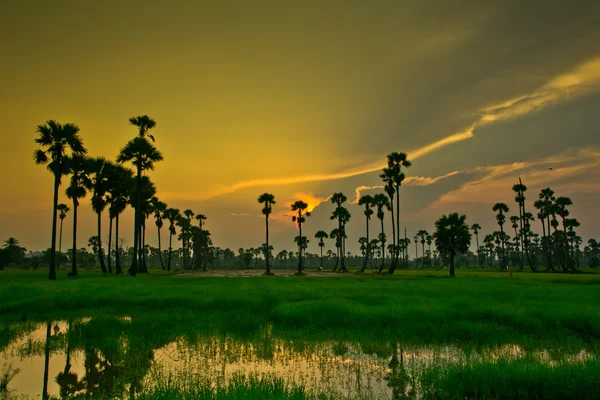 Tramonto su Paddy — Foto Stock