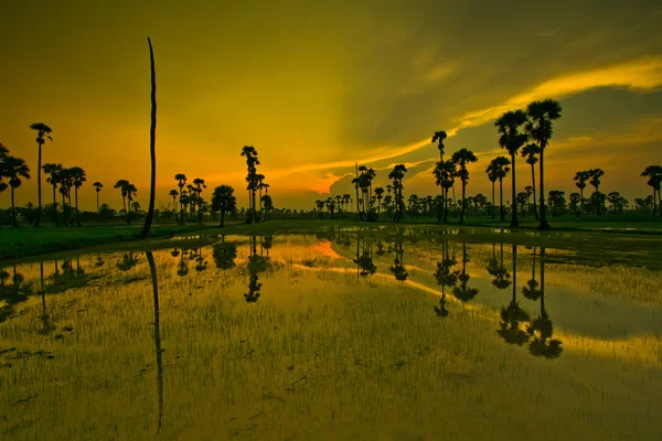 水稻的落日 — 图库照片