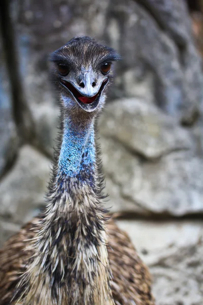 Emu bird in zoo — Stock Photo, Image