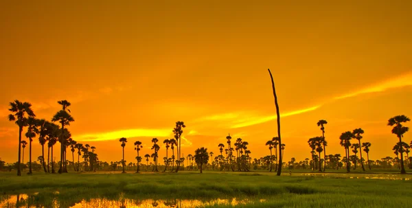 Pôr do sol sobre Paddy — Fotografia de Stock