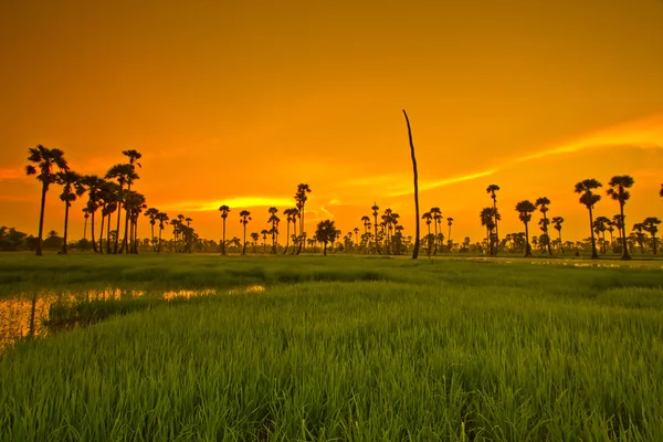 Puesta de sol sobre Paddy — Foto de Stock