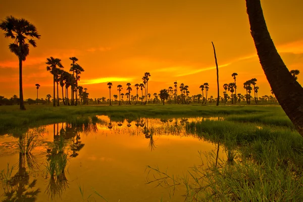 Zonsondergang over Paddy — Stockfoto