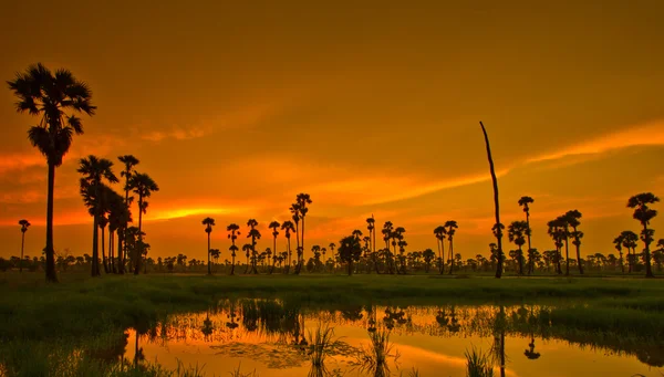 Matahari terbenam di atas Paddy — Stok Foto