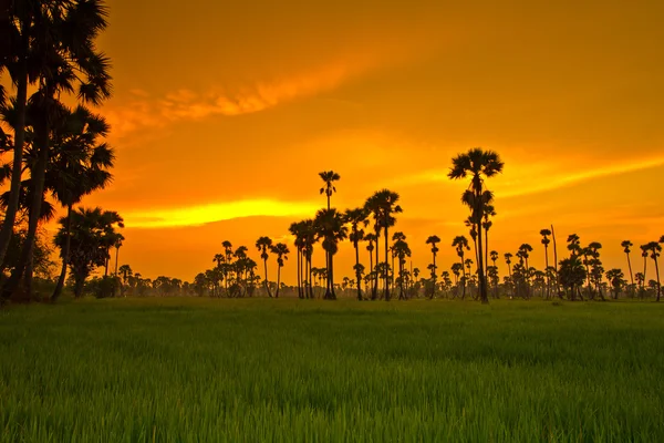 Sonnenuntergang über Reisfeldern — Stockfoto
