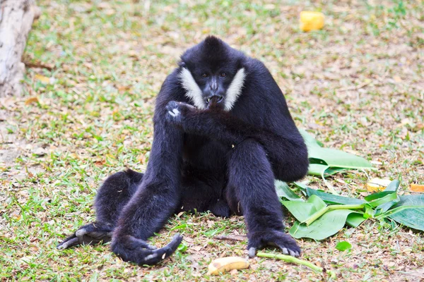 White handed Gibbon — Stock Photo, Image