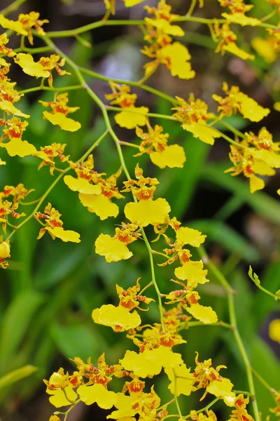 Flores de orquídea de cerca — Foto de Stock