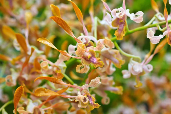 Piękne kwiaty orchidei — Zdjęcie stockowe