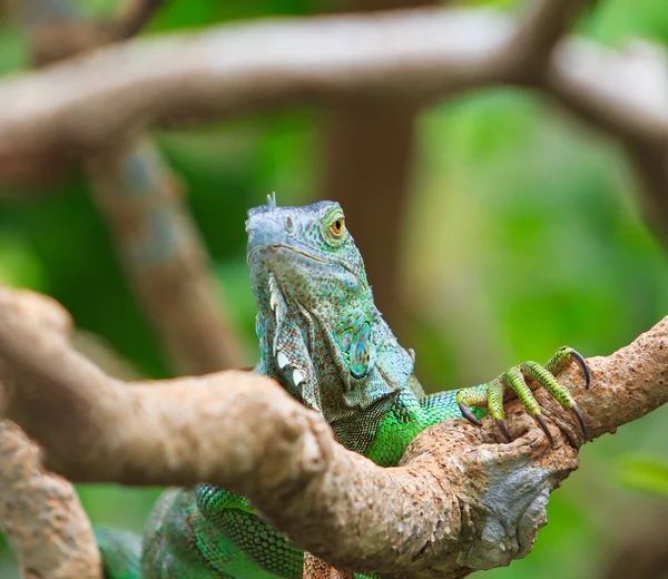 Iguana verde en rama de árbol —  Fotos de Stock