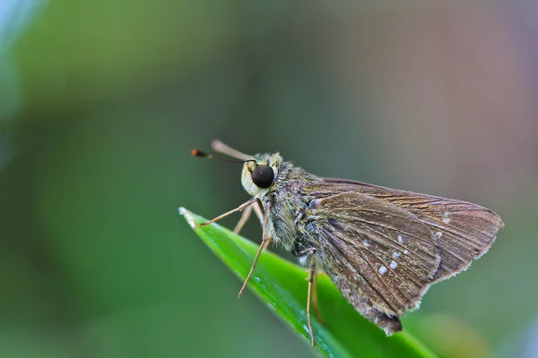 Bela borboleta na folha — Fotografia de Stock