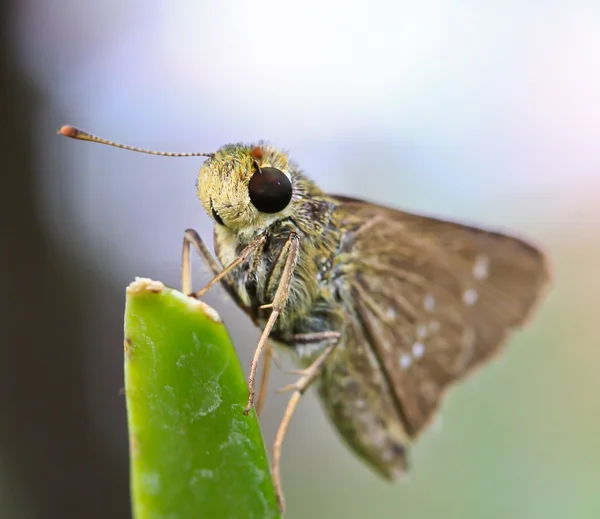 Красивая бабочка на листе — стоковое фото