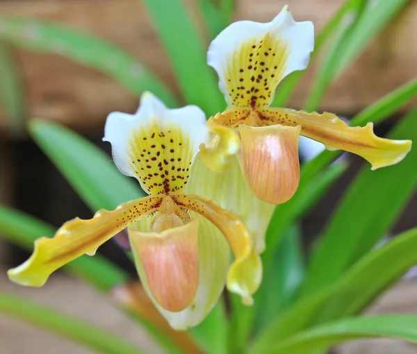 Flores de orquídea de cerca — Foto de Stock