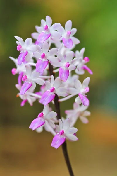 Bellissimi fiori di orchidea — Foto Stock