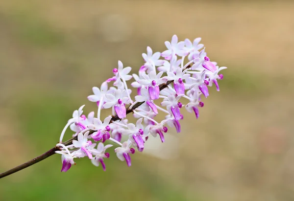 Piękne kwiaty orchidei — Zdjęcie stockowe