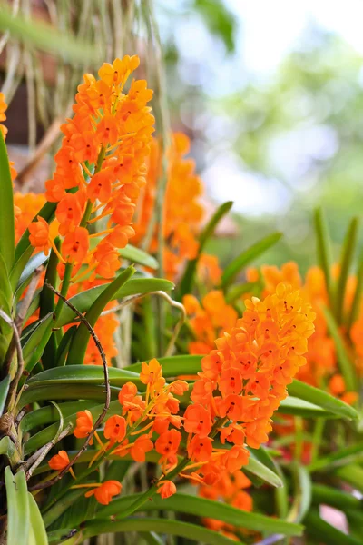 Hermosas flores de orquídea — Foto de Stock