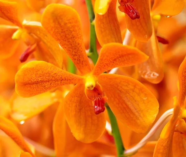 Flores de orquídea de cerca — Foto de Stock