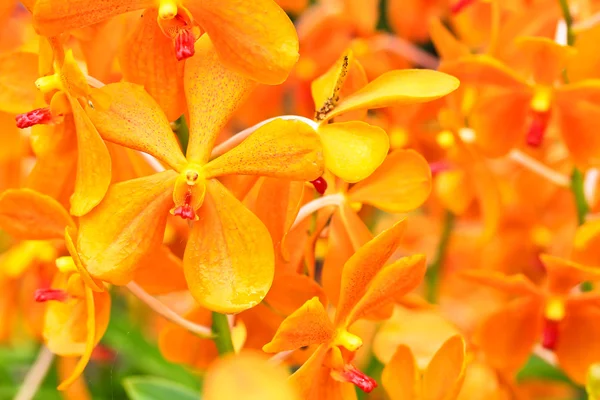 Flores de orquídea de cerca — Foto de Stock