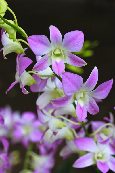 Piękne kwiaty orchidei — Zdjęcie stockowe