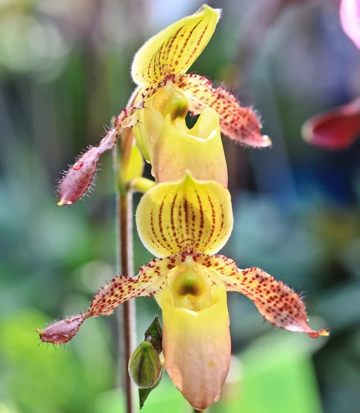 Vackra orkidé blommor — Stockfoto