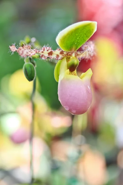 Krásnou orchidej zblízka — Stock fotografie