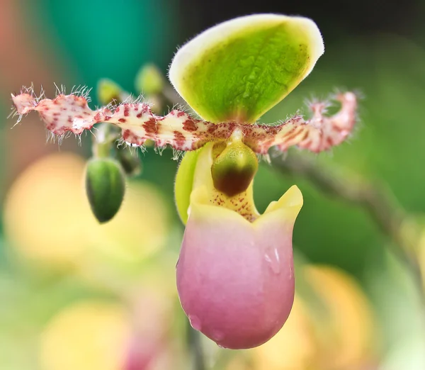Красива орхідея крупним планом — стокове фото