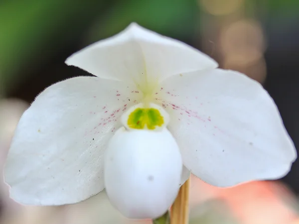 Красивый белый цветок орхидеи — стоковое фото