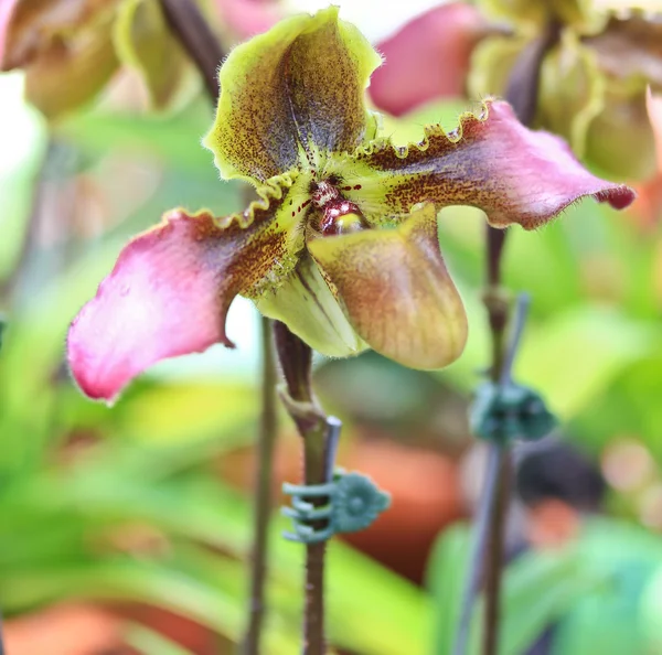 Красивые цветы орхидеи — стоковое фото