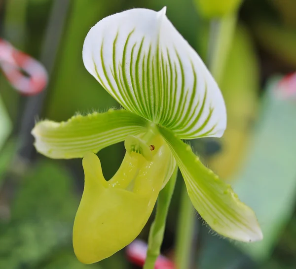 Vackra orkidé på nära håll — Stockfoto