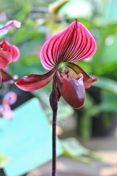 Schöne Orchideenblüten — Stockfoto