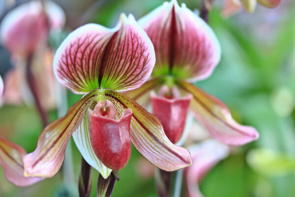 Красивые цветы орхидеи
 