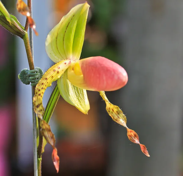 Hermosa orquídea de cerca —  Fotos de Stock