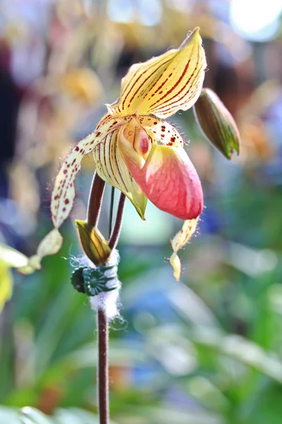 Hermosa orquídea de cerca —  Fotos de Stock