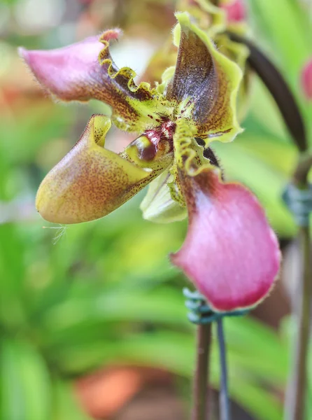 Piękne kwiaty orchidei — Zdjęcie stockowe