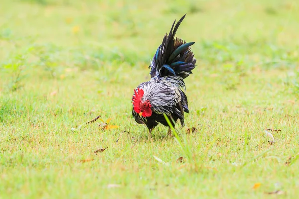 Kip bantam op gras — Stockfoto