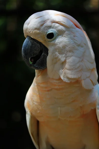 Kuş Kakadu papağan — Stok fotoğraf