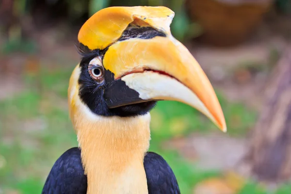 Great hornbill bird — Stock Photo, Image