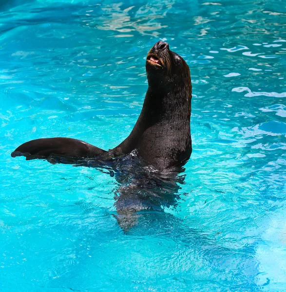 Phoque commun dans l'eau du zoo — Photo