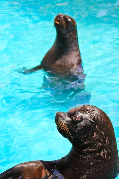 Tuleně ve vodě v zoo — Stock fotografie