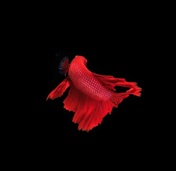 Siamese fighting fish — Stock Photo, Image