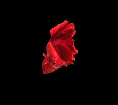 Siyam mücadele balık